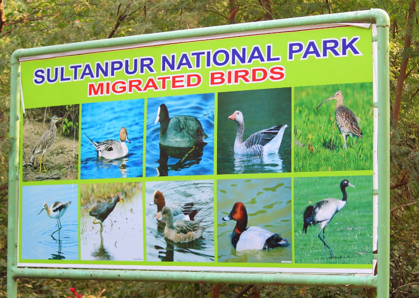 Sultanpur Bird Sanctuary - A Paradise for Bird Lovers in Haryana