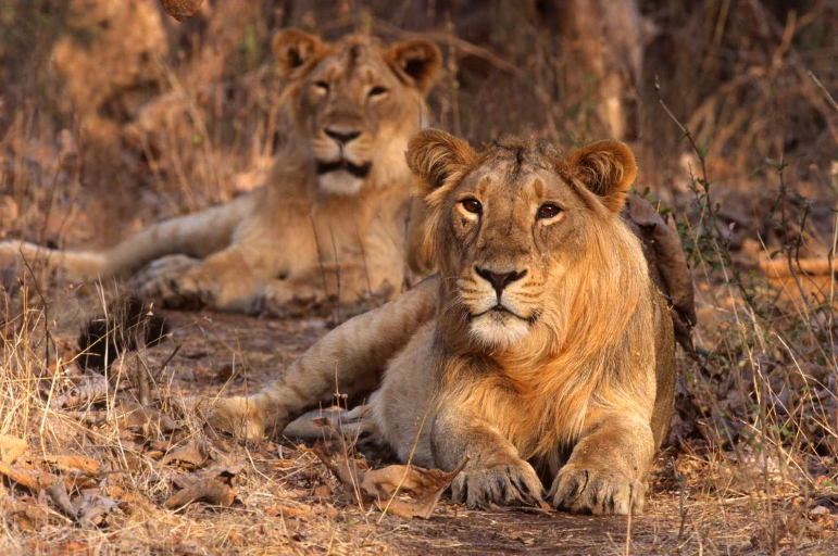 Gir National Park - The Land of the Majestic Asiatic Lions