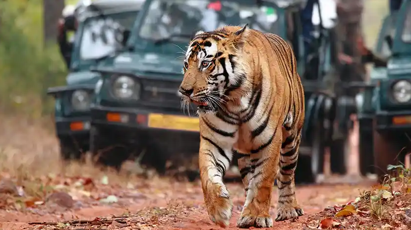 Sariska Weekend Tour
